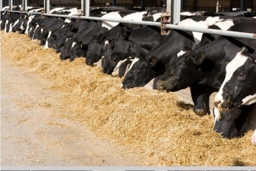 მსხვილფეხა პირუტყვის რაოდენობა გაიზარდა, ცხვრის - შემცირდა