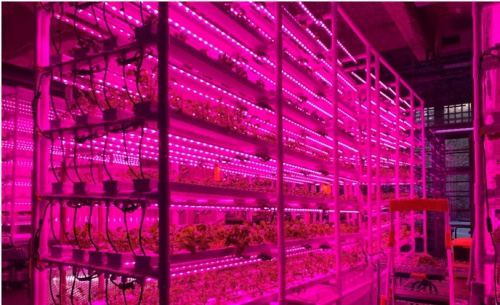 Space Farms - ვერტიკალური ფერმა თბილისის ცენტრში 