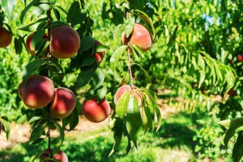 Frutilia Fruit Processing Plant Grows Exports, Despite Pandemic