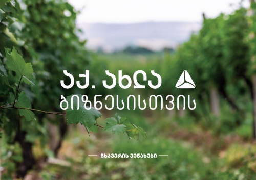 გურიაში ჩხავერის კულტურის აღდგენა თიბისის მხარდაჭერით ხორციელდება გურიაში ჩხავერის კულტურის აღდგენა თიბისის მხარდაჭერით ხორციელდება